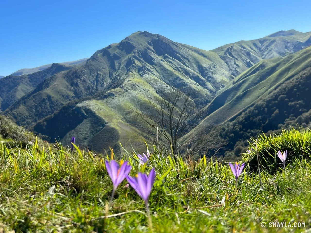 Crocus d'automne dans la montagne