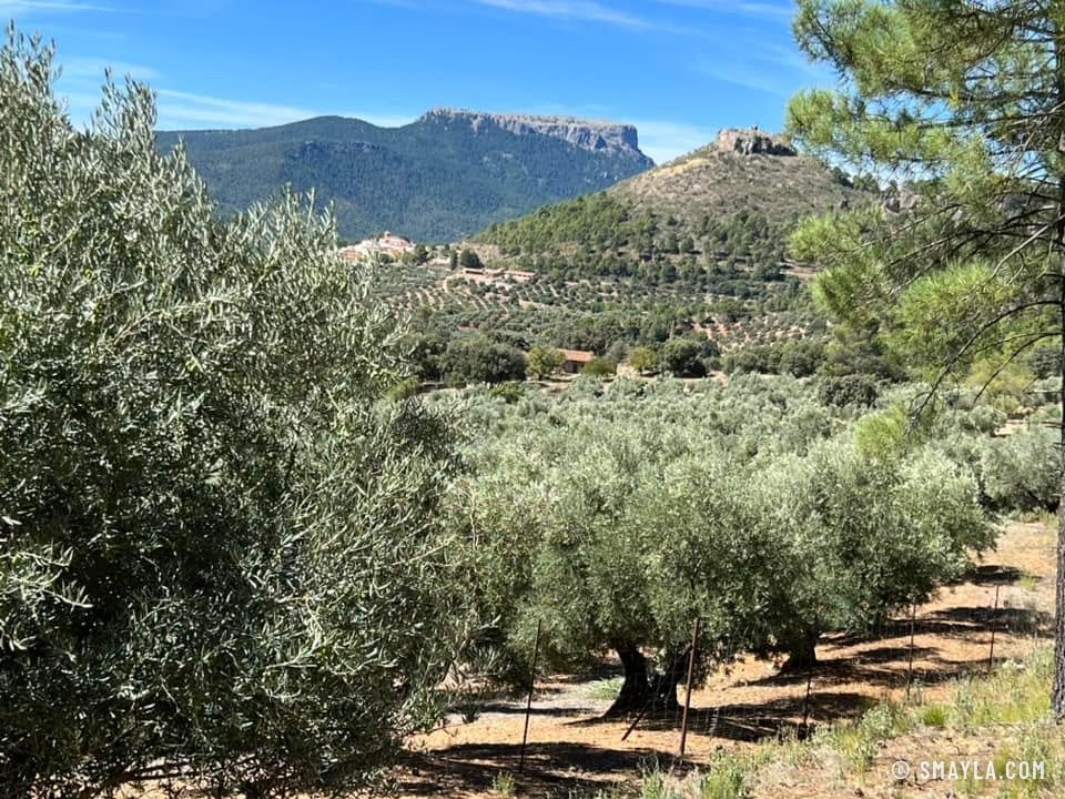 Oliviers à perte de vue