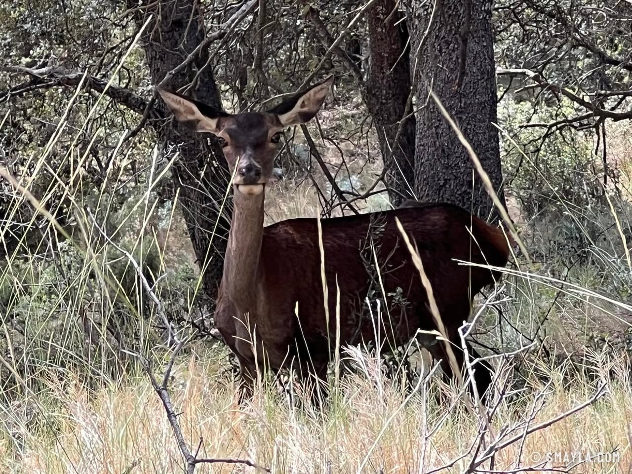 Une biche dans les pins