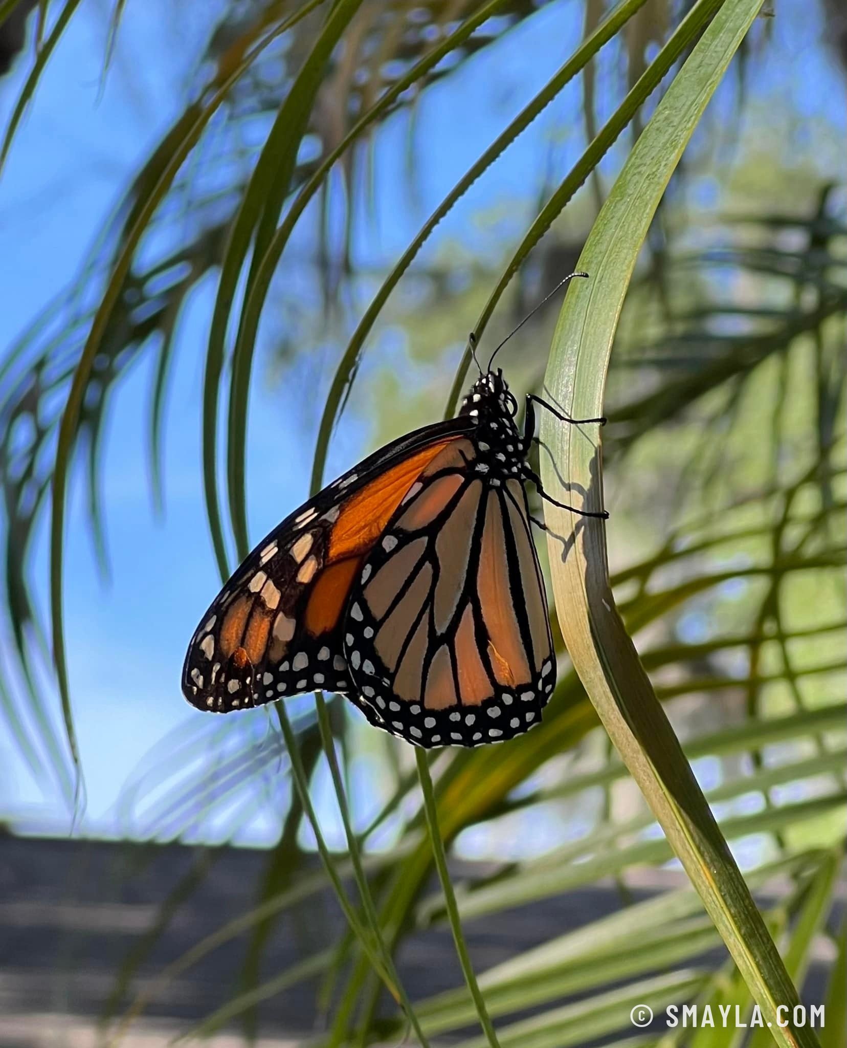 Un monarque sur une palme