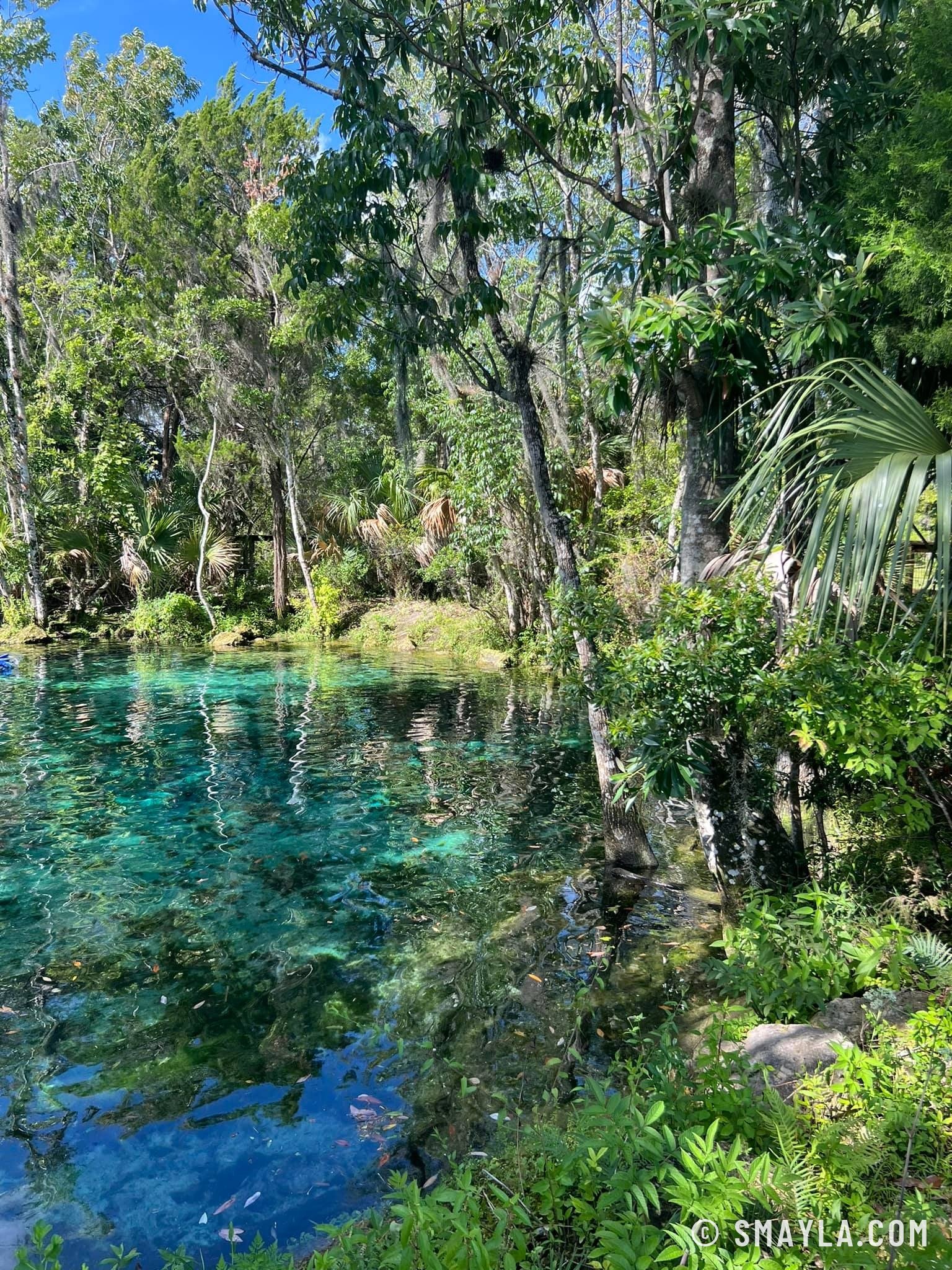 La piscine naturelle de Crystal River
