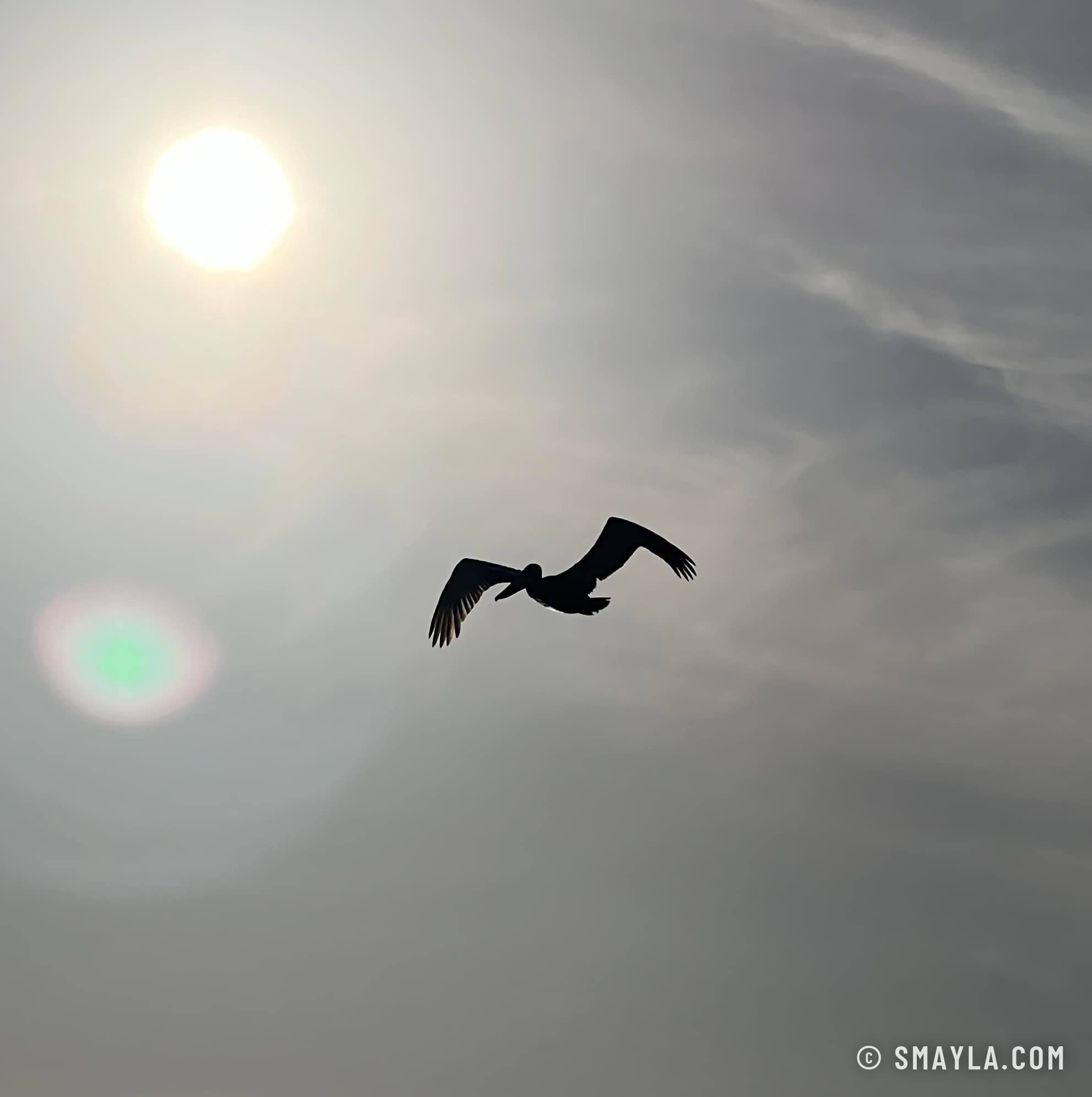 Un pélican au-dessus de Siesta Key