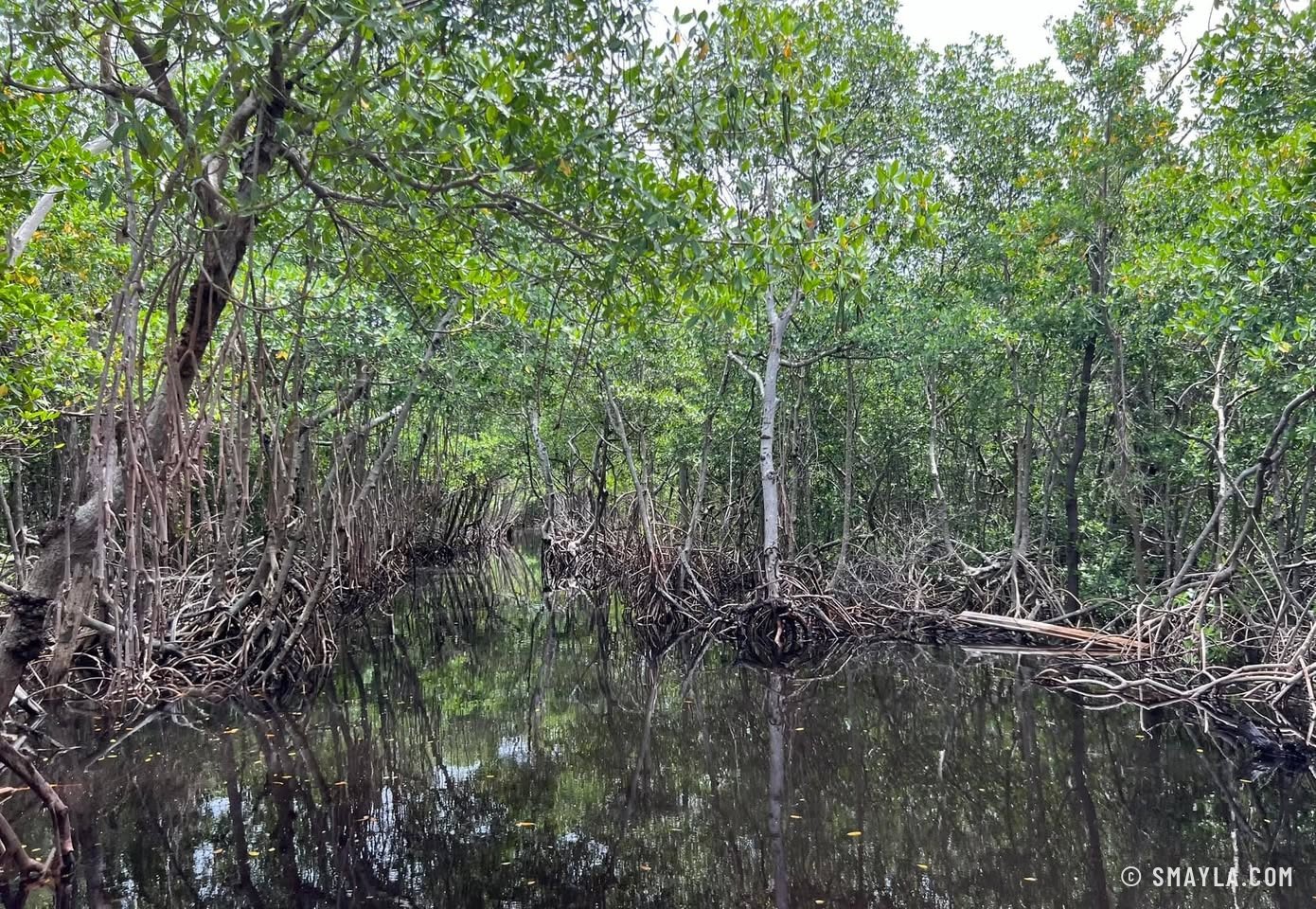 Un tunnel de mangrove