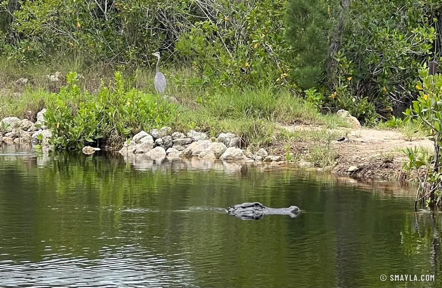 Charlie l'alligator