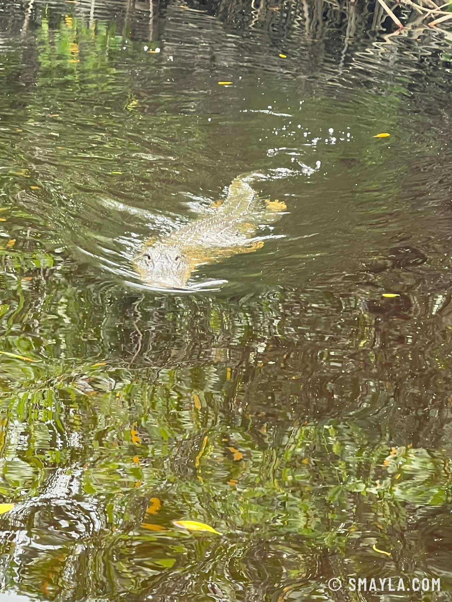 Sa femelle dans l'eau