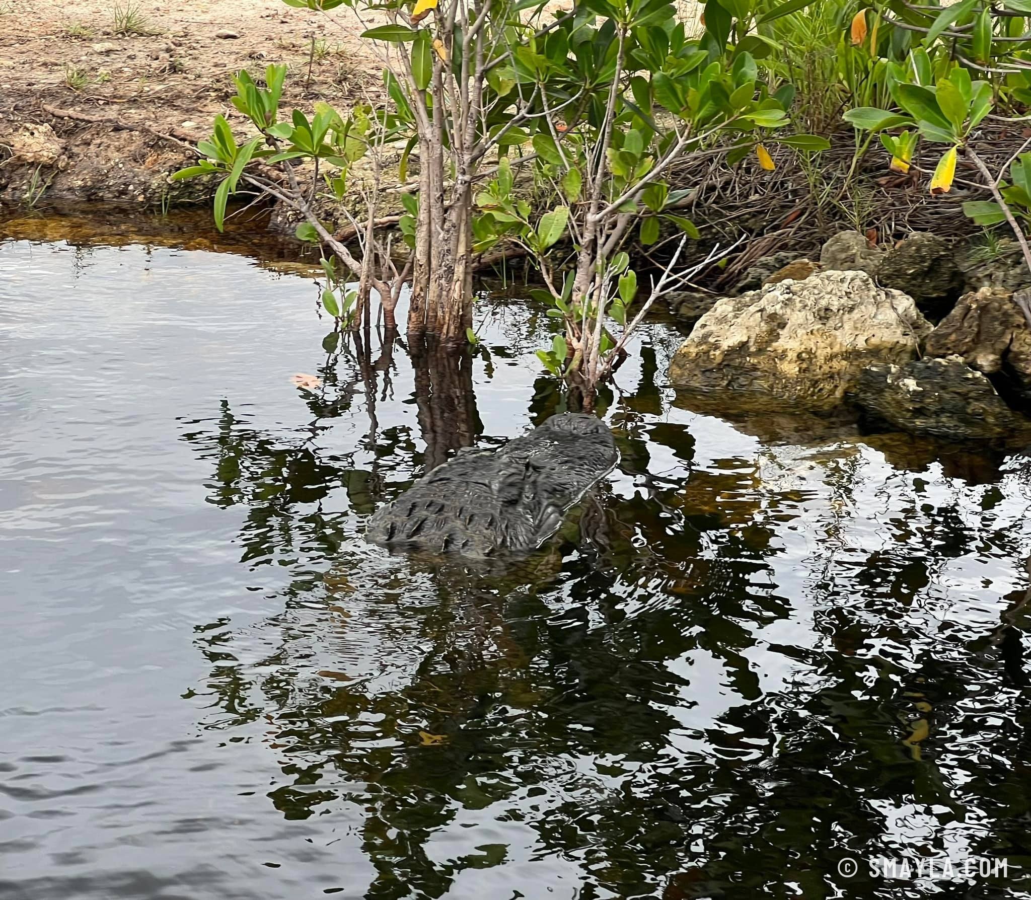 Un alligator entre les racines