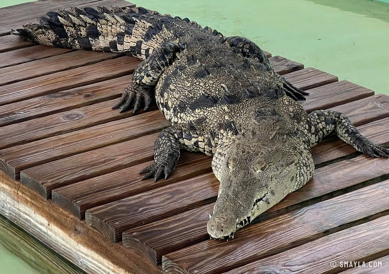 Un crocodile après la pluie