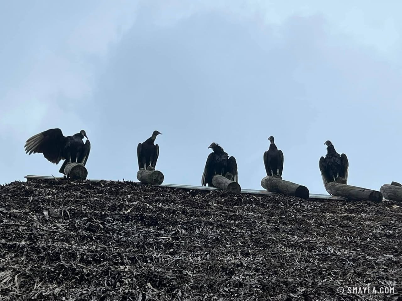 Vautours séchant leurs ailes sur un toit