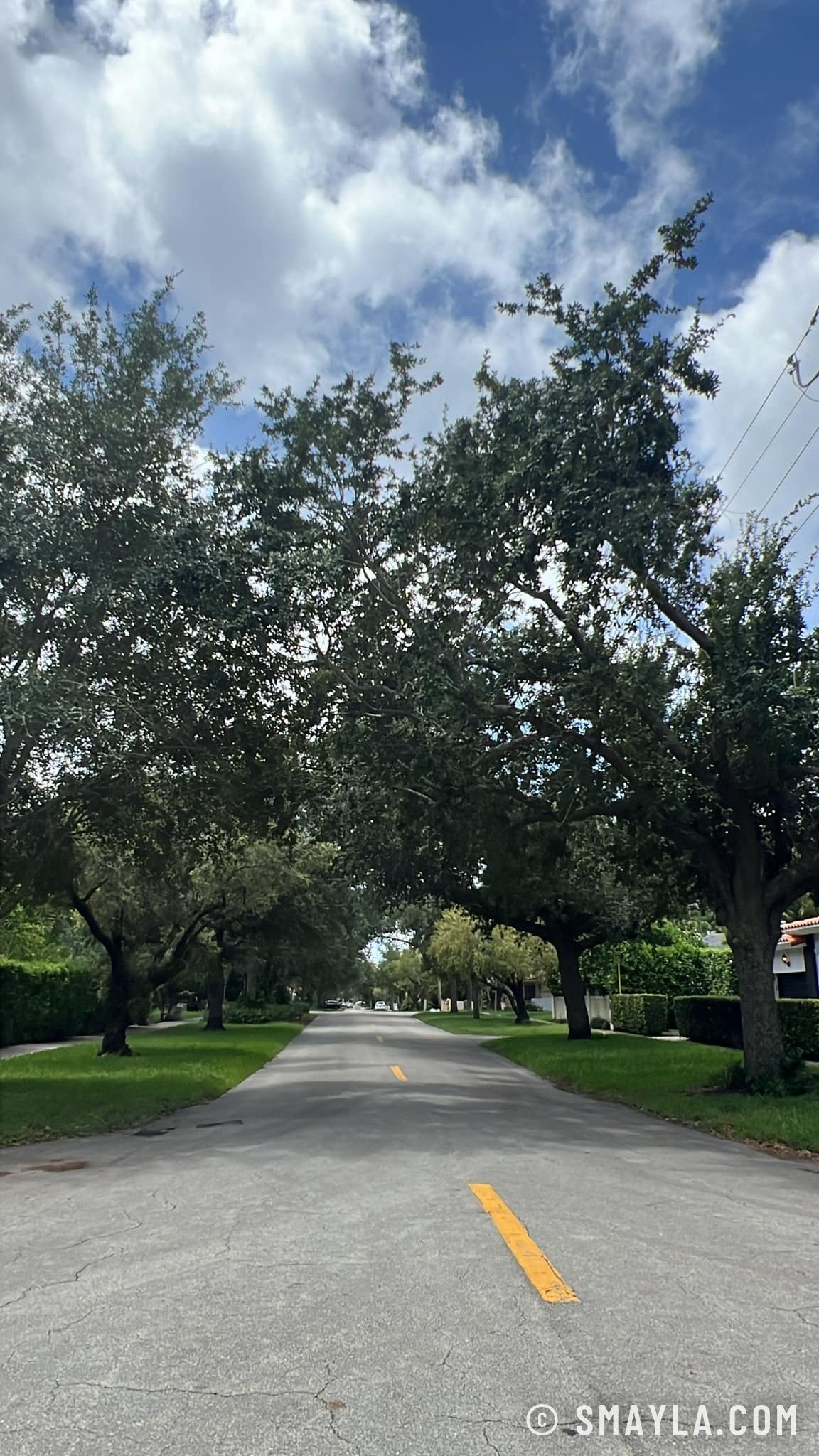 Une allée d'arbres à Coral Gables