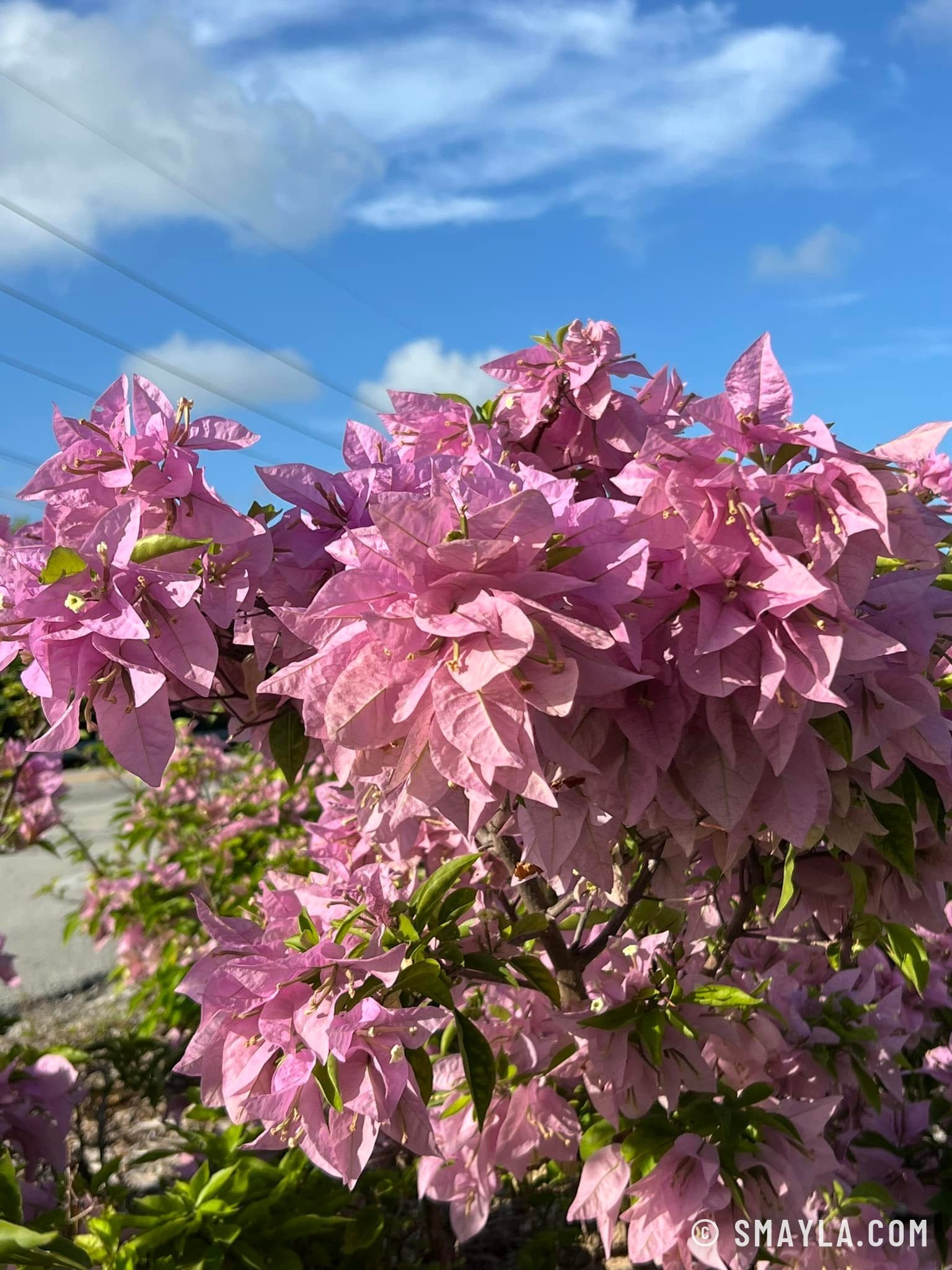 Bougainvilliers