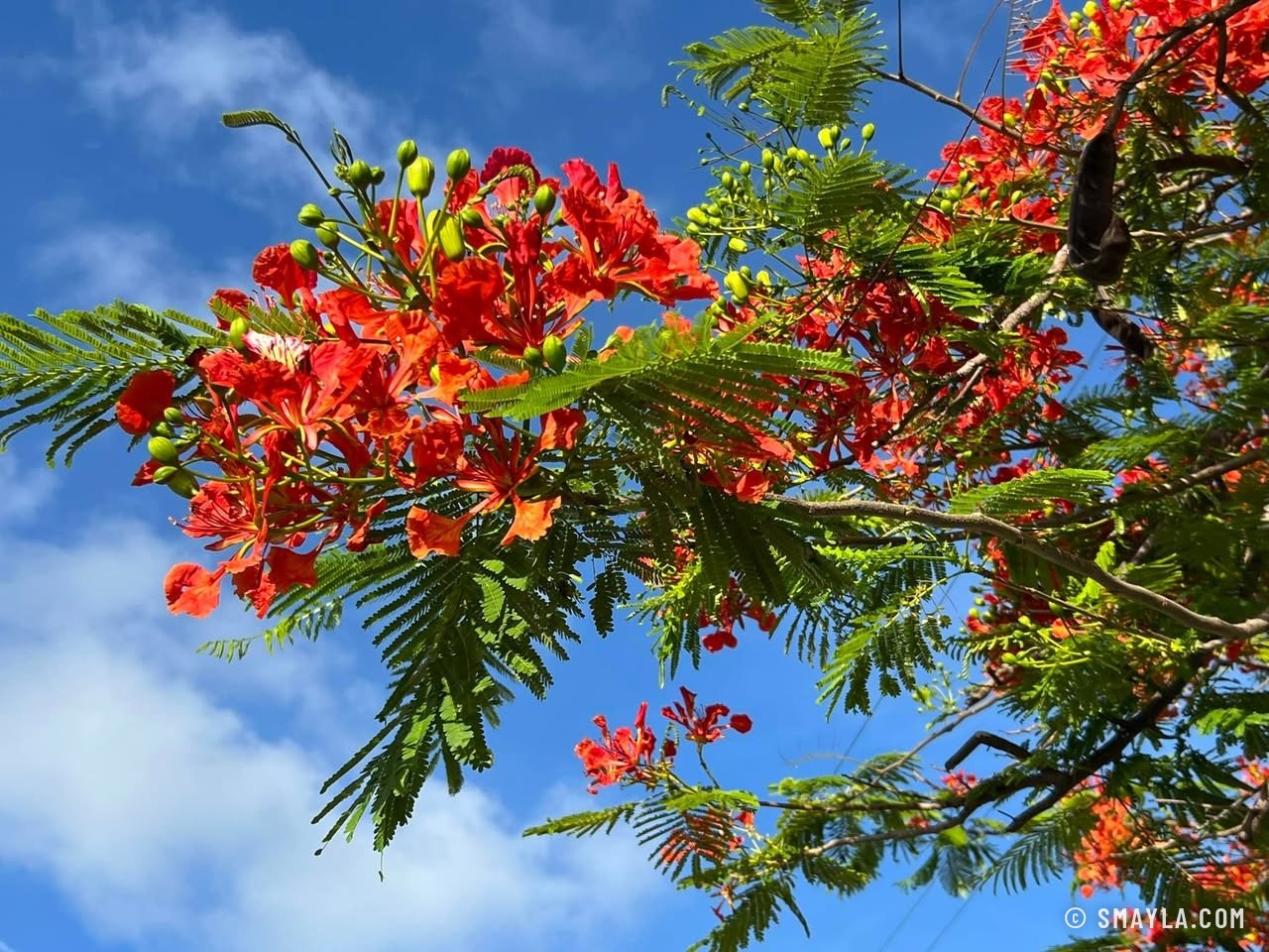 Flamboyant en fleurs