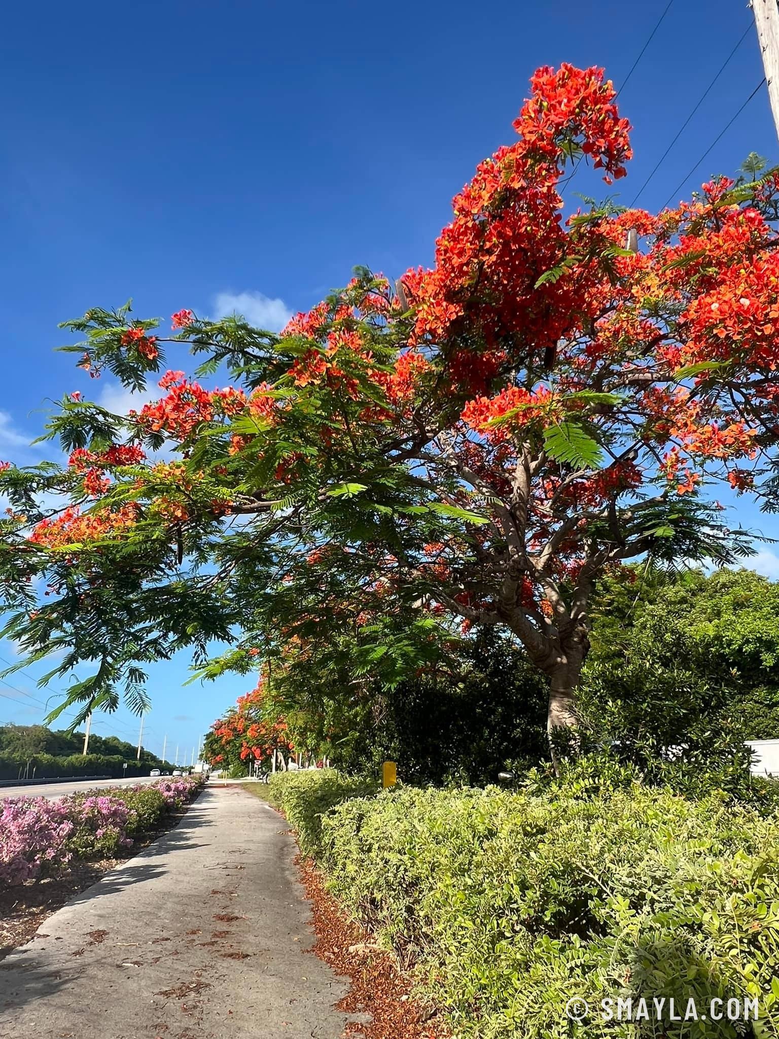 Une allée de flamboyants