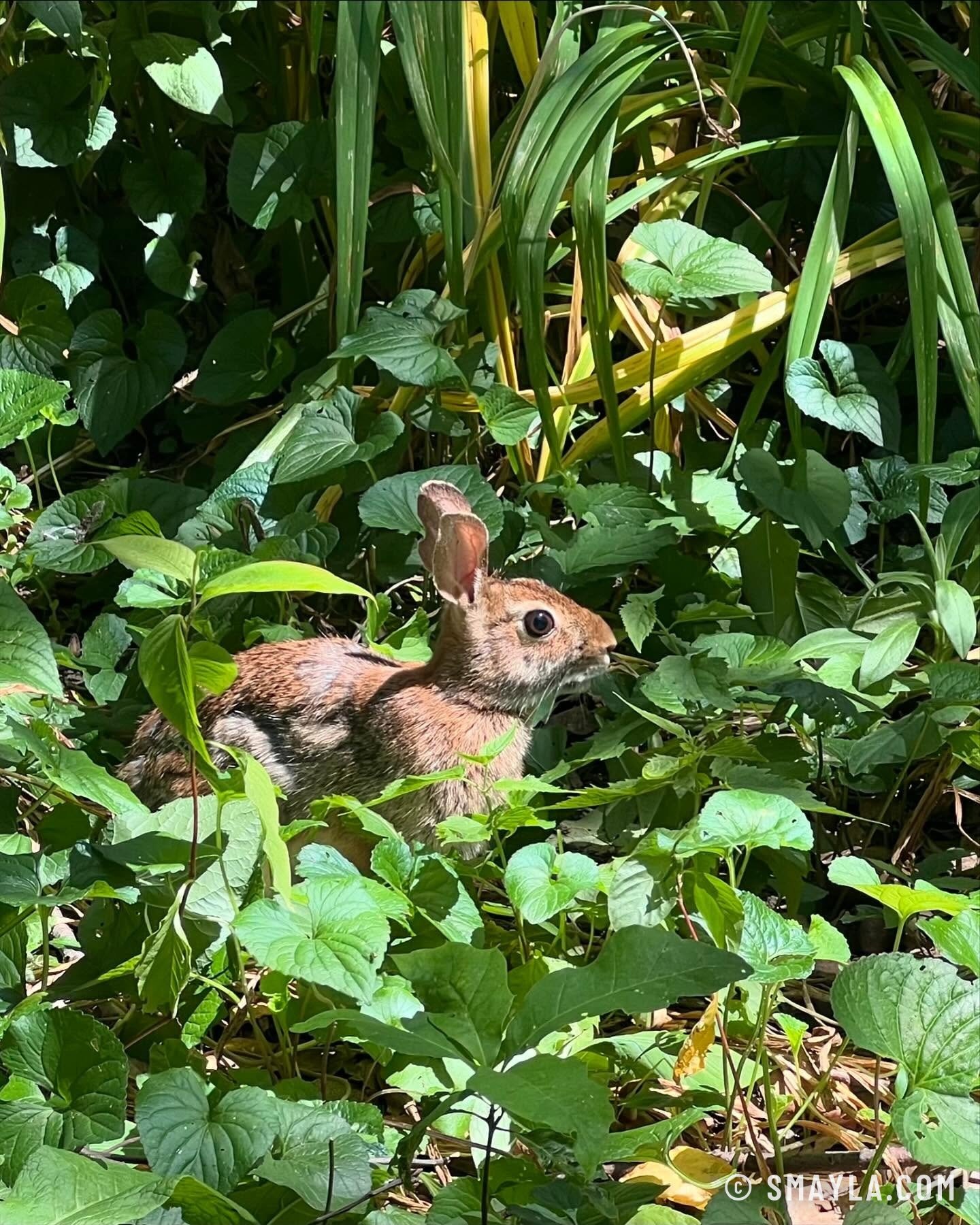 Un lapin dans un jardin de New York
