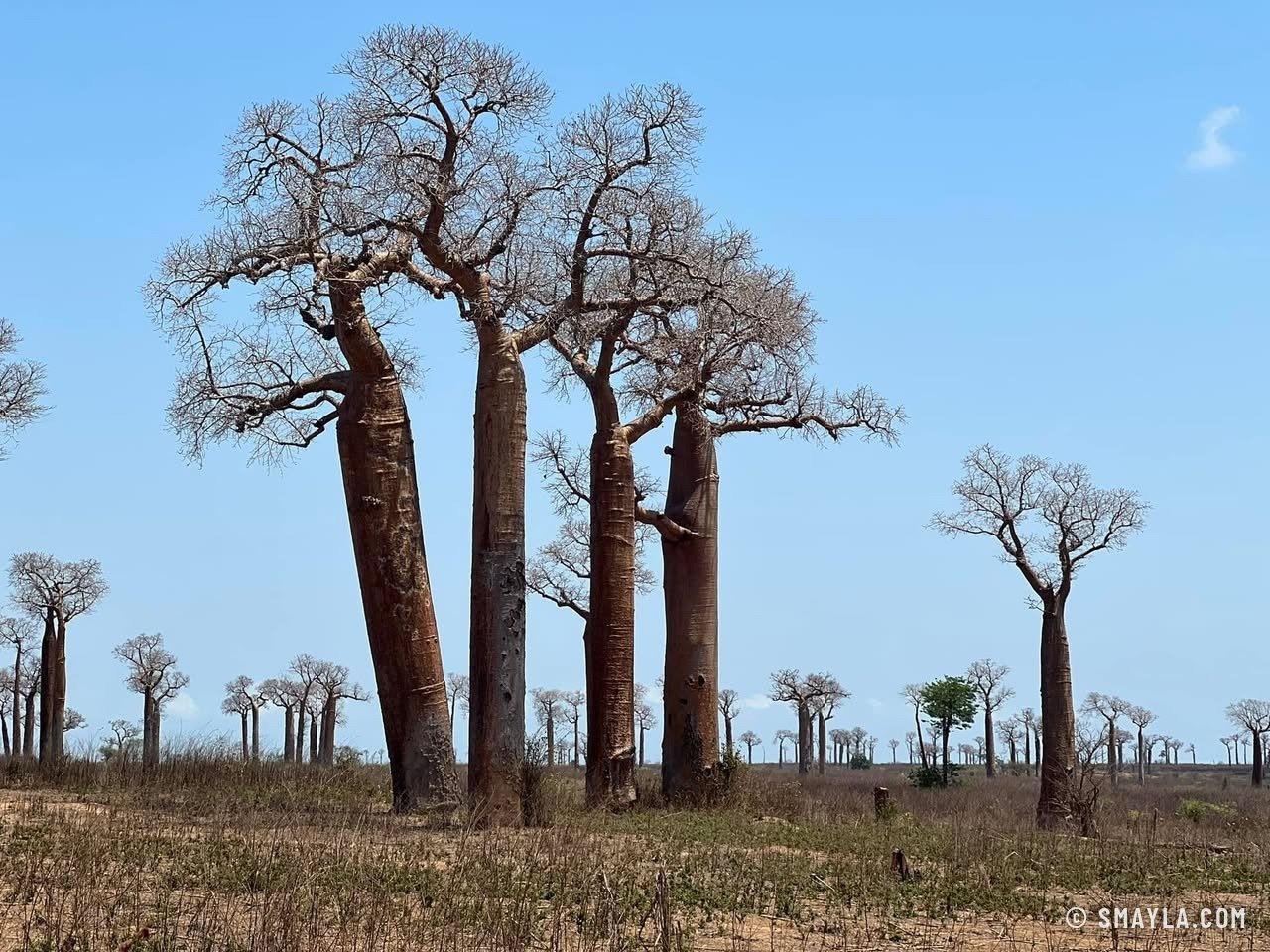 Les premiers baobabs