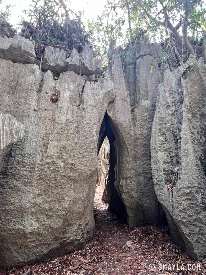 Les tsingy, forêt de pierre