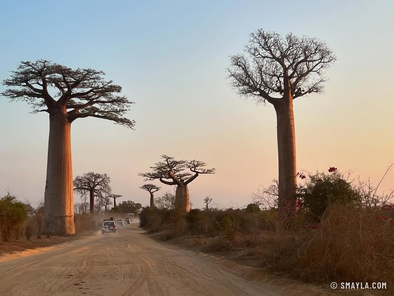 L'allée des baobabs au coucher du soleil