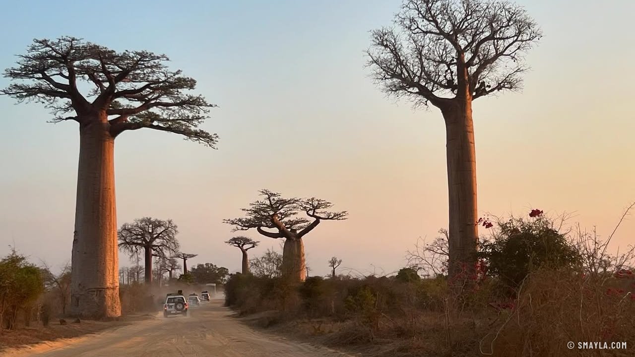 L'allée des baobabs au coucher du soleil