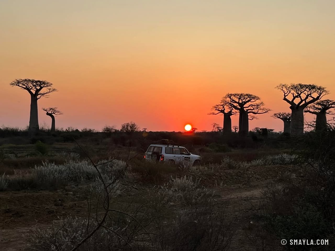 Baobabs au soleil couchant