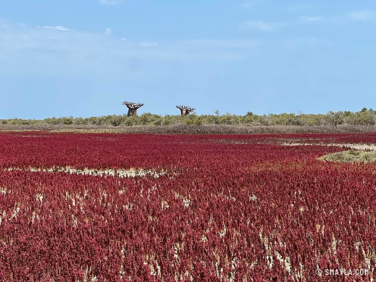 La salicorne rouge