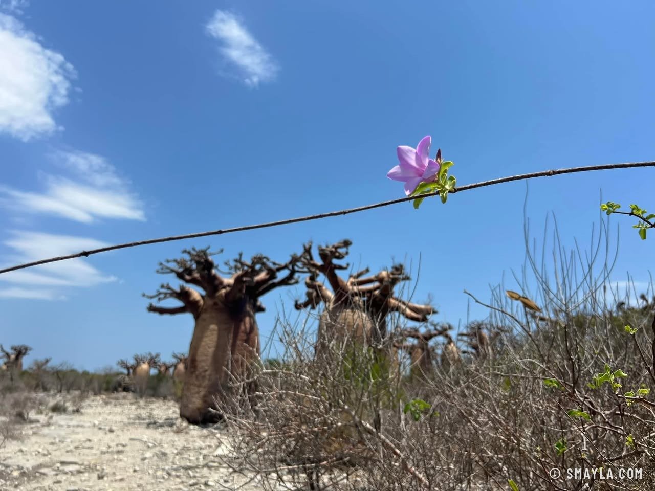 Une fleur devant les baobabs