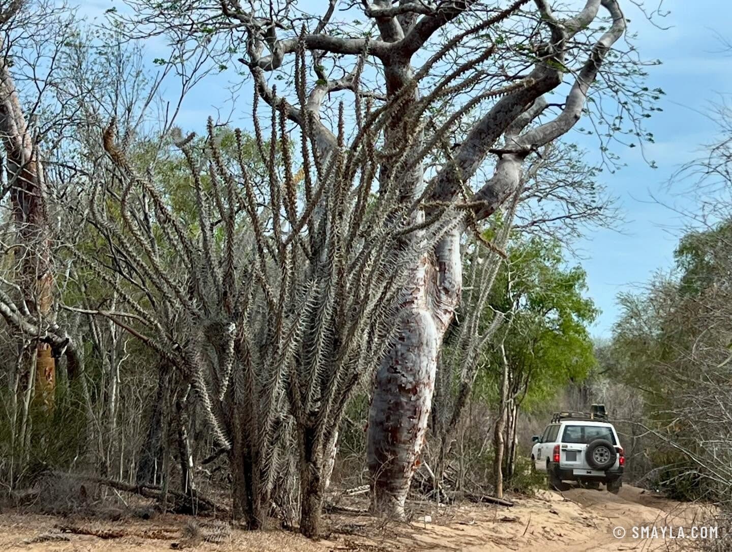 Les arbres pieuvres