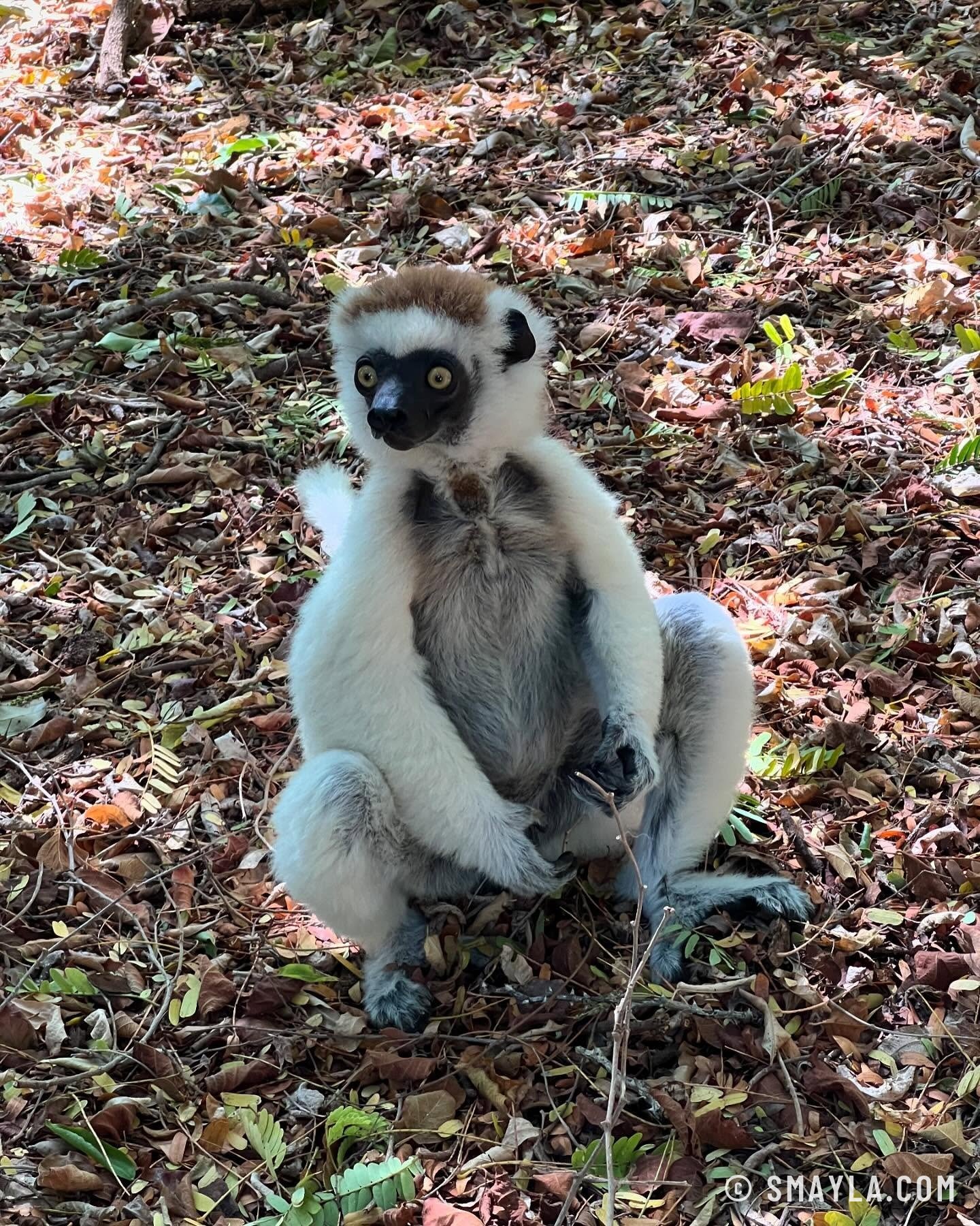 Un sifaka