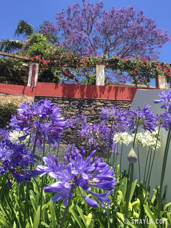 Agapanthes et jacarandas à Funchal