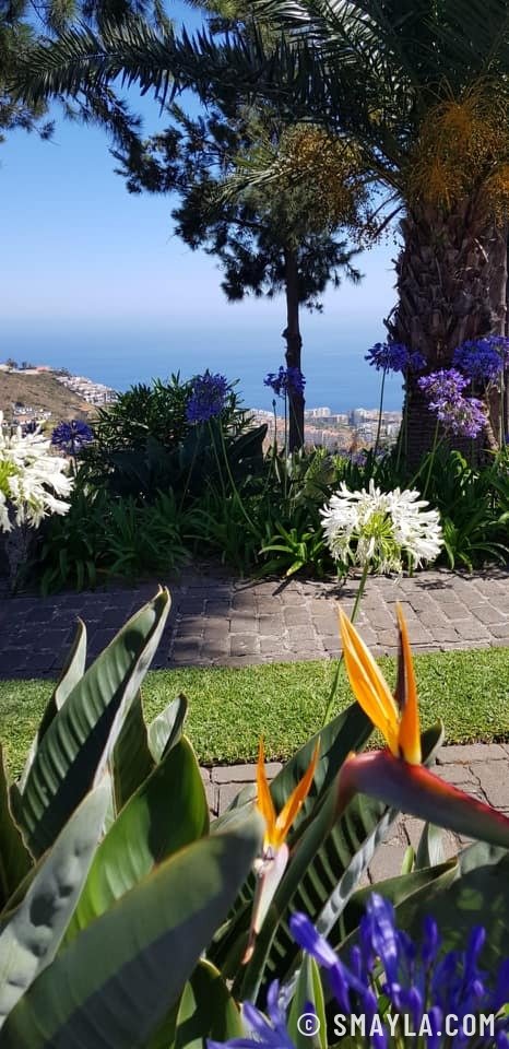 Oiseaux de paradis en fleurs