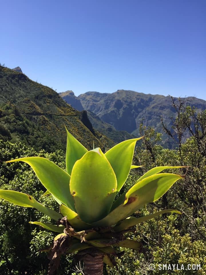 Une agave au-dessus du vide