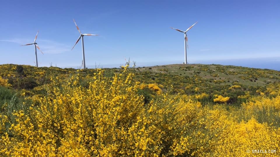 Genêts en fleurs sur le plateau