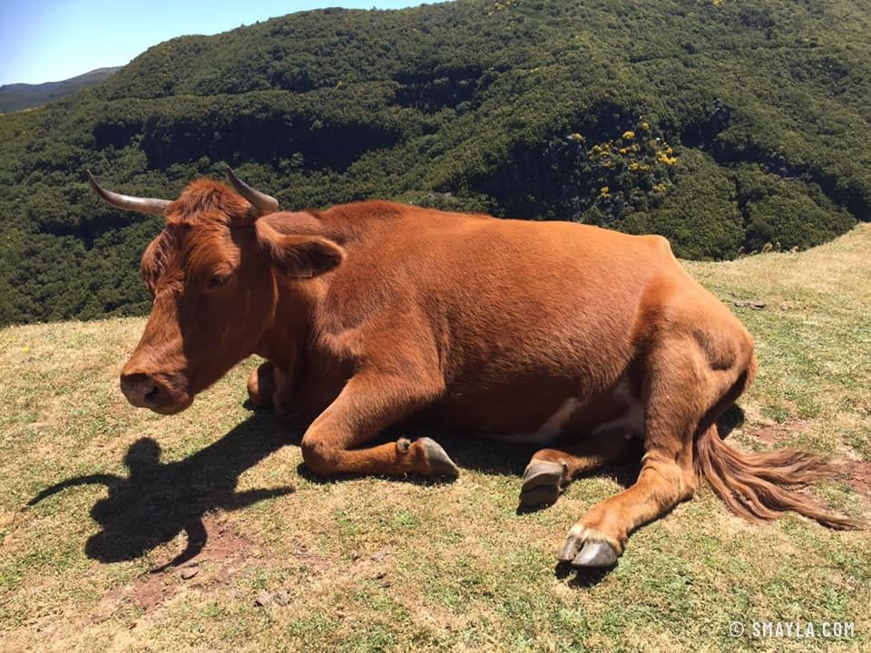 Une vache à la sieste