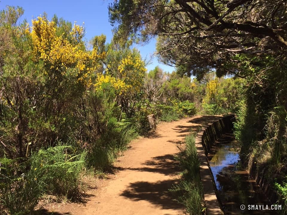 Sentier entre les genêts