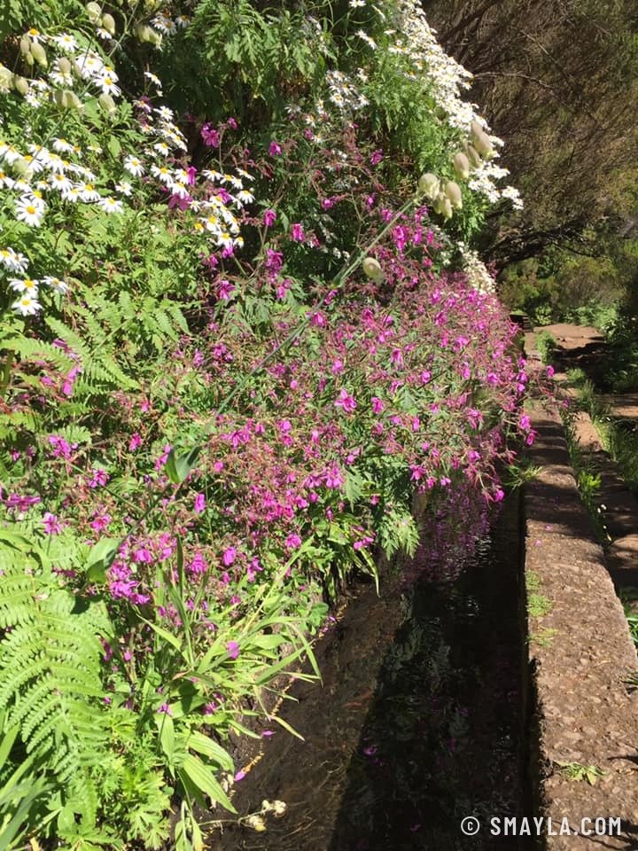 Fleurs le long de la levada