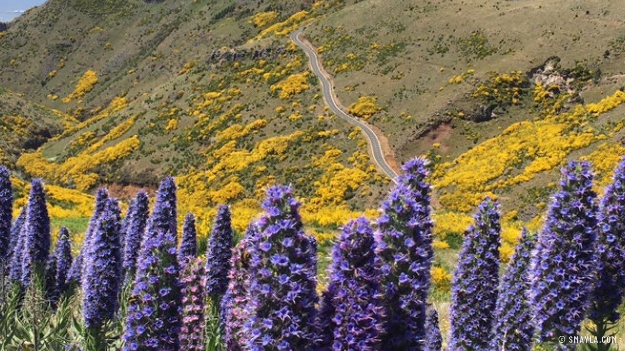 Vipérines et genêts sur le plateau