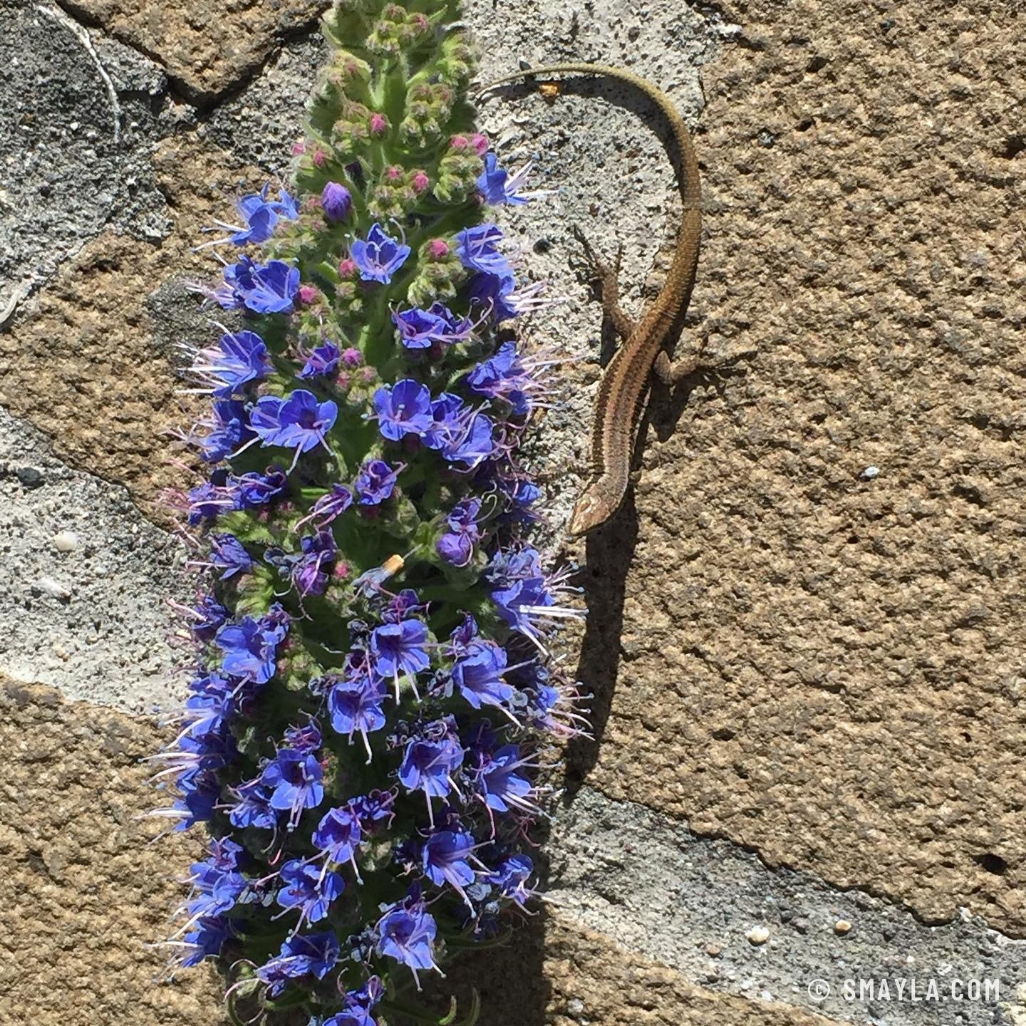 Un lézard sur un mur
