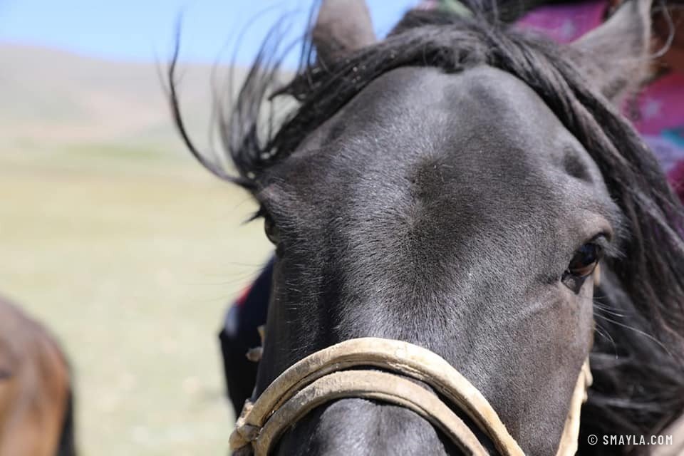 Cheval mongol