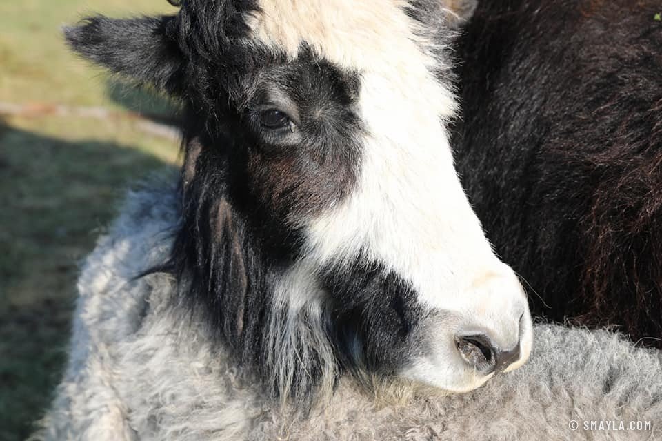 Yak noir et blanc