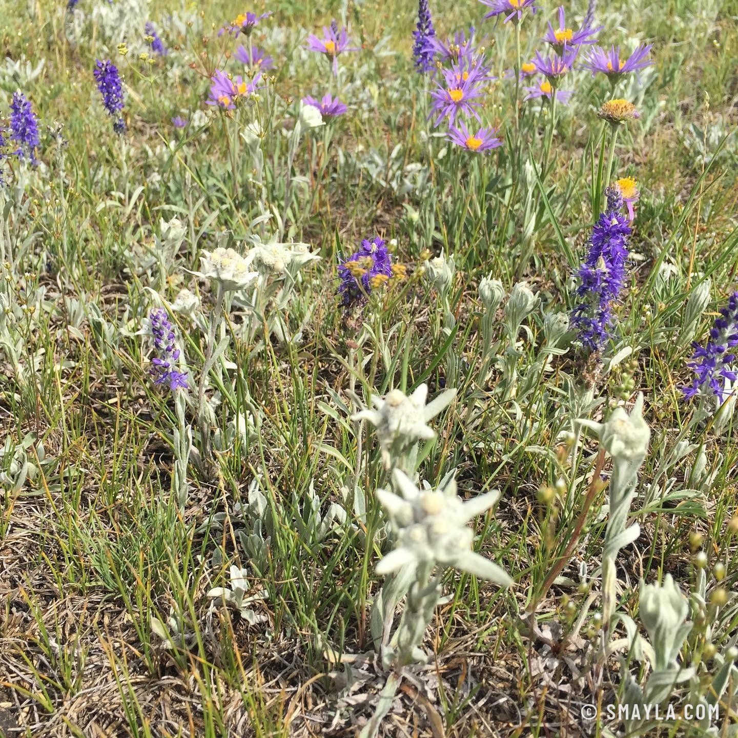 Edelweiss et fleurs de la steppe