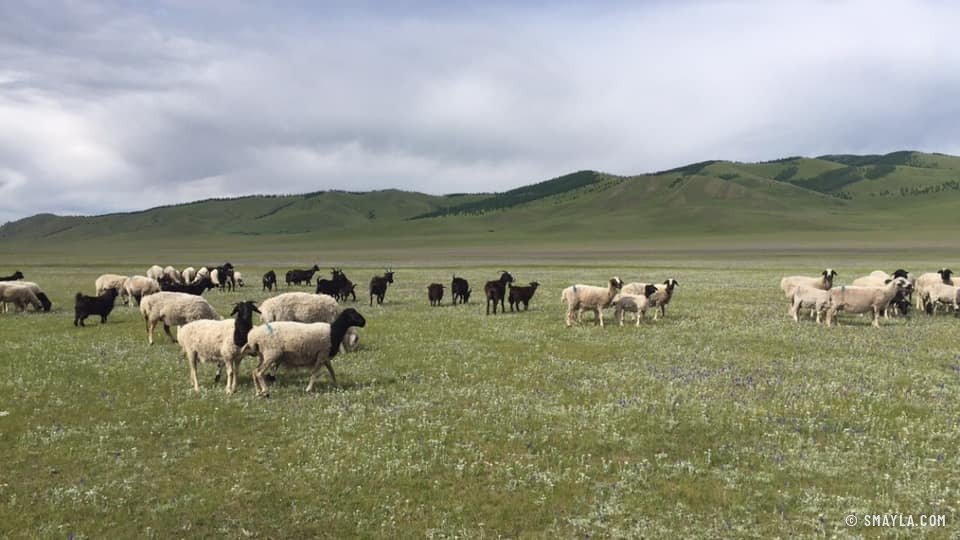 Un troupeau de moutons