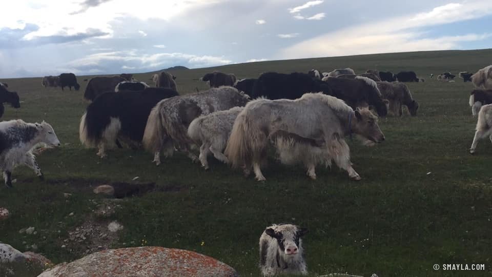 Des yacks dans la prairie