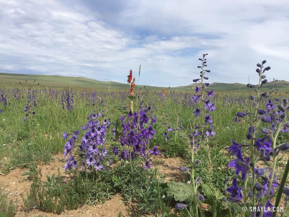 Fleurs violettes de la steppe