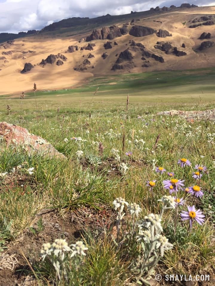 Rochers et fleurs au bord du désert