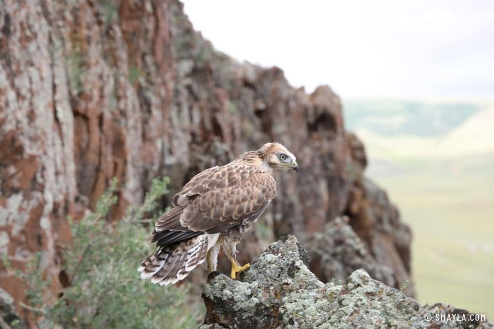 Un rapace sur son rocher
