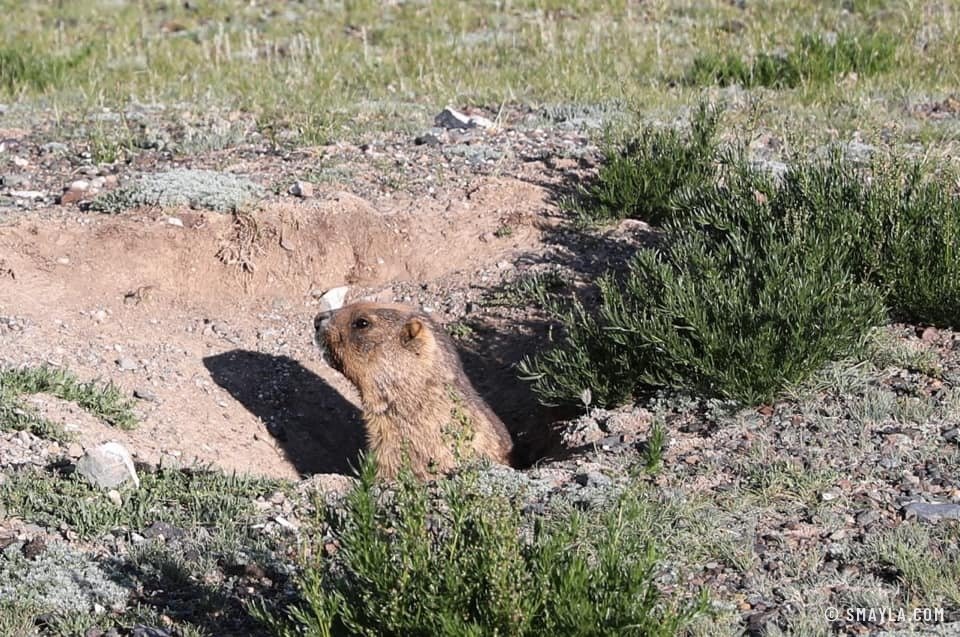 Une marmotte à l'affût