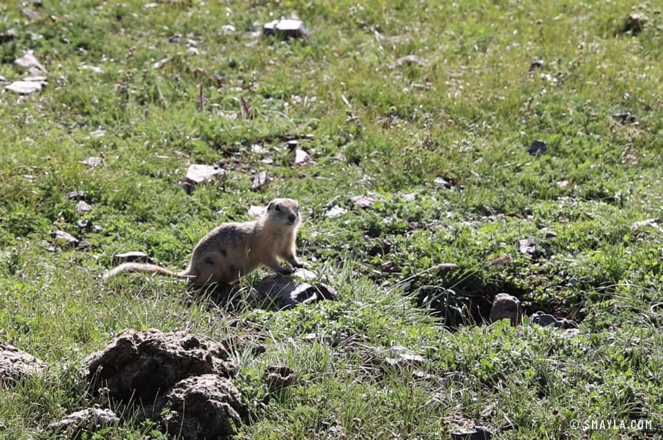 Marmotte devant son terrier