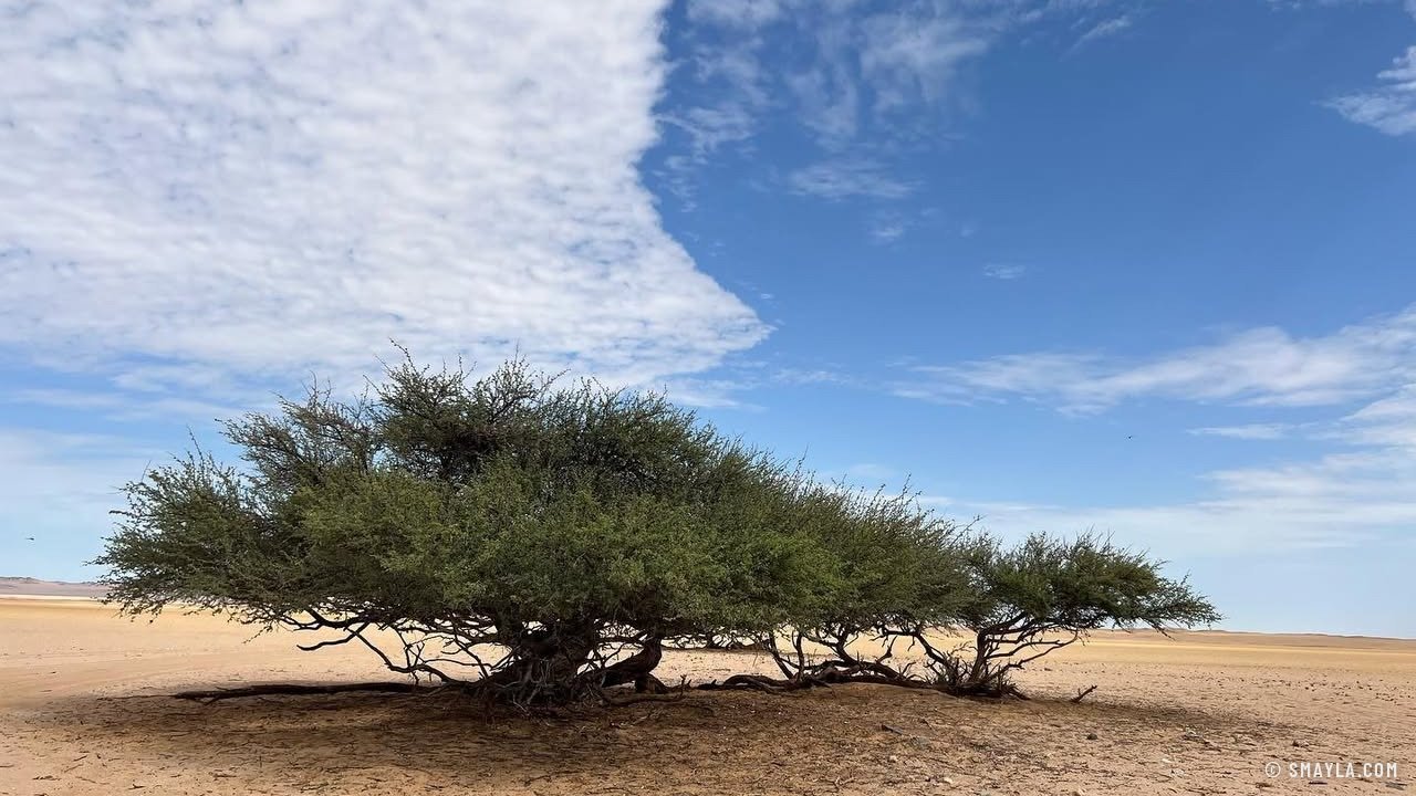 Un acacia au pied de la dune