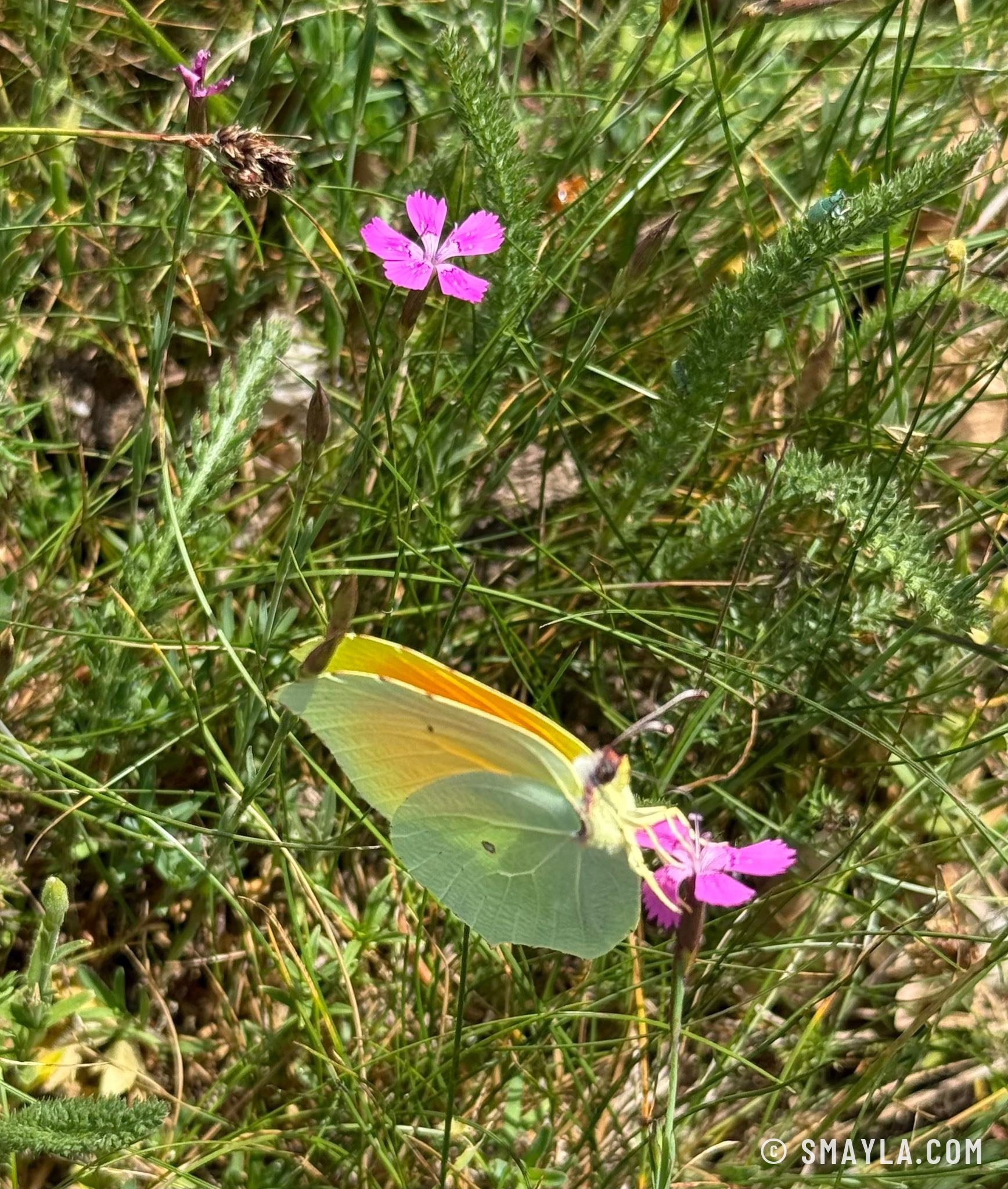 Wild pinks and a brimstone butterfly