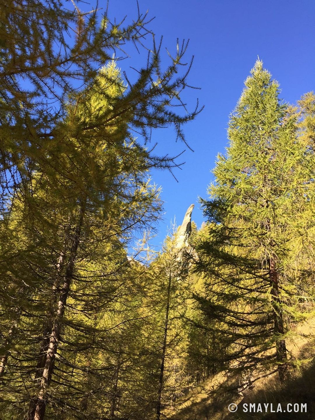 Mélèzes d'or sous le ciel bleu