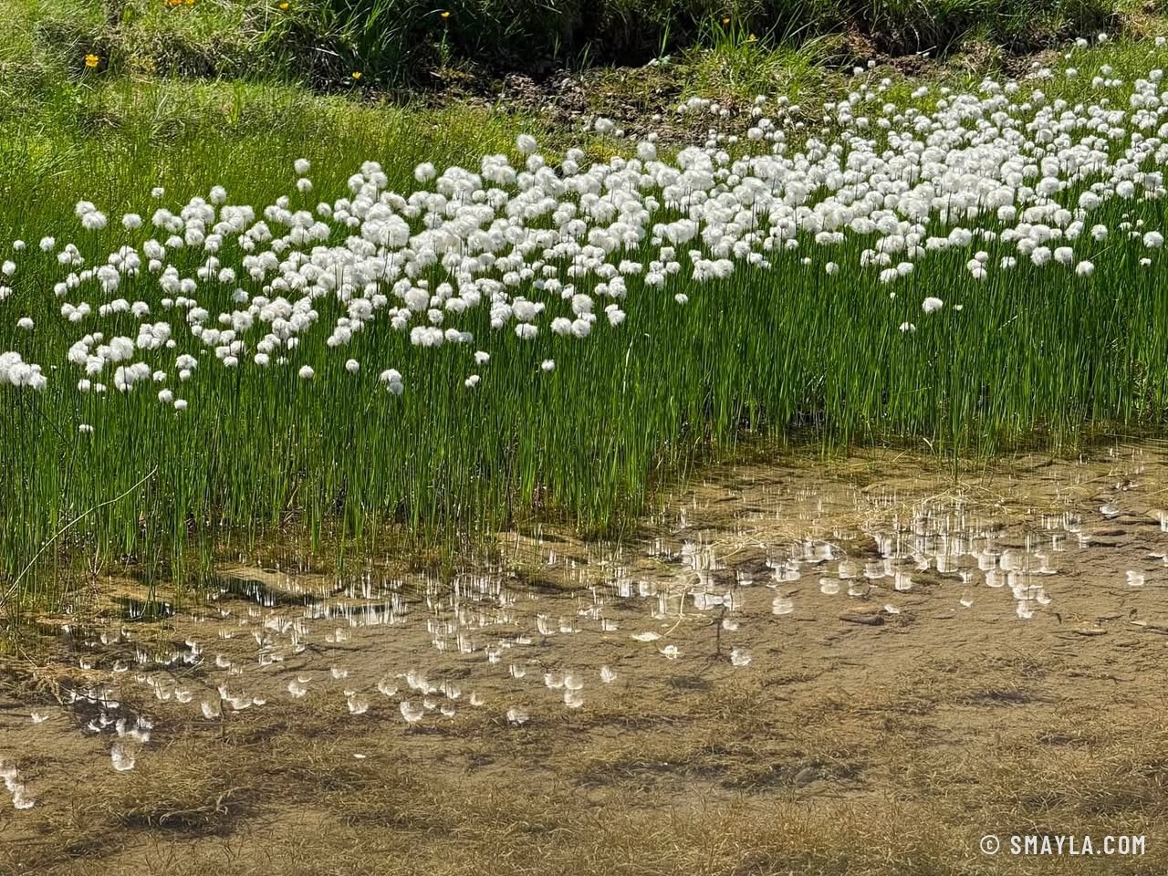 Cotton grass by the water