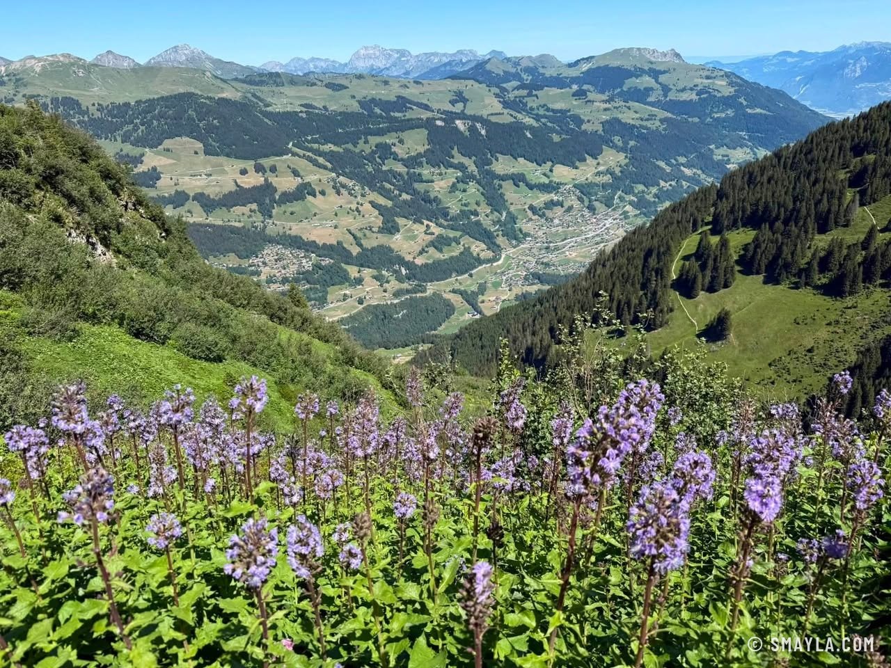 Flowers and valley